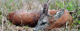 Jagdzeitverlängerung für Rehwild
